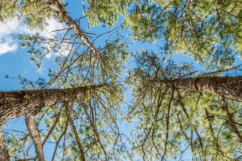 View of the tops of the pine trees in winter forest from the ground. Bottom V Stock Photos