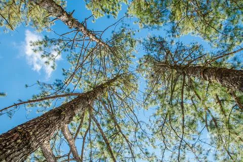View of the tops of the pine trees in winter forest from the ground. Bottom V Foto stock