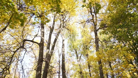 View of the tops of the trees of the autumn forest Stock Footage 96355307