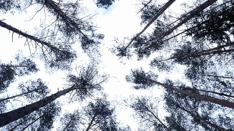 View of the tops of trees from the ground. Stock Footage 129452715