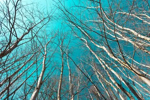 View of the tops of trees without leaves against the sky, sunny spring day Stock Photos