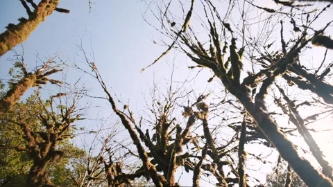 View on tops of trunks natural trees and clear blue sky at woodland Vídeo Stock 145842056