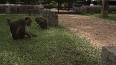 View of toque macaque monkey (Macaca sinica) on a sunny day, Mihintale, Sri Stock Footage 341872301
