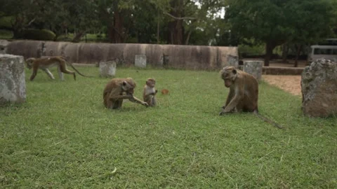 View of toque macaque monkey (Macaca sinica) on a sunny day, Mihintale, Sri Stock Footage 341872306