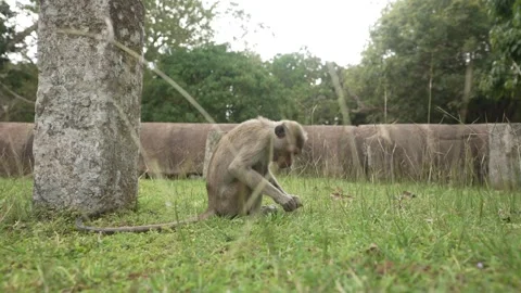 View of toque macaque monkey (Macaca sinica) on a sunny day, Mihintale, Sri Stock Footage 341872329