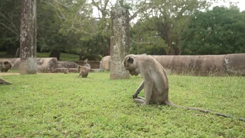 View of toque macaque monkey (Macaca sinica) on a sunny day, Mihintale, Sri Stock Footage 341872331