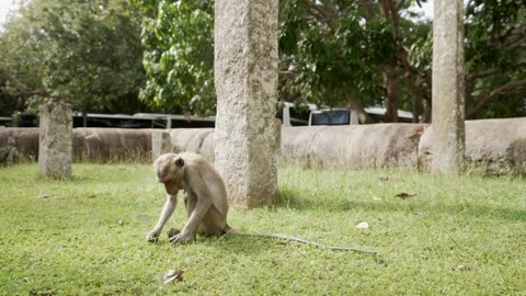 View of toque macaque monkey (Macaca sinica) on a sunny day, Mihintale, Sri Stock Footage 341872333