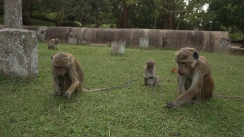 View of toque macaque monkey (Macaca sinica) on a sunny day, Mihintale, Sri Stock Footage 341872354
