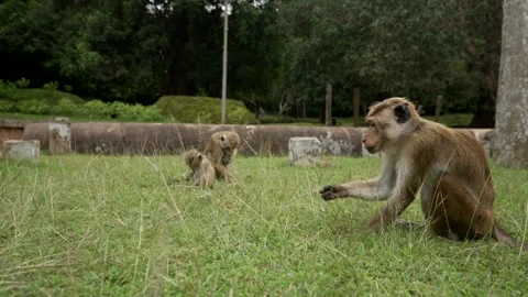 View of toque macaque monkey (Macaca sinica) on a sunny day, Mihintale, Sri Stock Footage 341872371