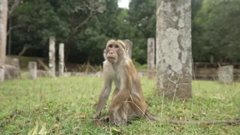 View of toque macaque monkey (Macaca sinica) on a sunny day, Mihintale, Sri Stock Footage 341872404