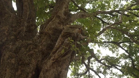View of toque macaque monkey (Macaca sinica) on a sunny day, Mihintale, Sri Stock Footage 341872425