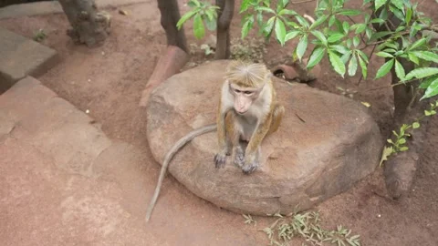 View of a toque macaque monkey (Macaca sinica) near Lion Rock, Ancient Rock Stock Footage 341872667