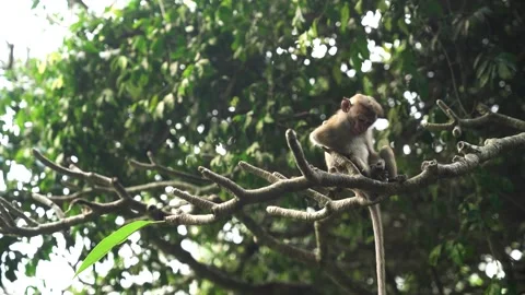 View of a toque macaque monkey sitting on a tree branch, Sri Lanka. Vídeos de archivo 335601834