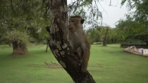 View of toque macaque monkey‚Äôs (Macaca sinica) at Polonnaruwa Archeological Stock Footage 341872622