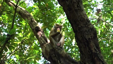 View of a toque macaque sitting on a tree branch in the forest, Sri Lanka. Vídeo Stock 335601714