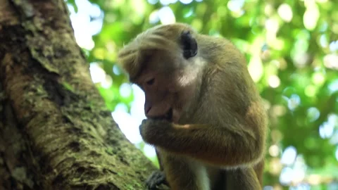 View of a toque macaque sitting on a tree branch in Sri Lanka. Vídeos de archivo 335601814