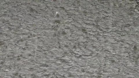 View of torrential rainfall on lake surface heavy rain storm splash dense shower Stock Footage 81965951