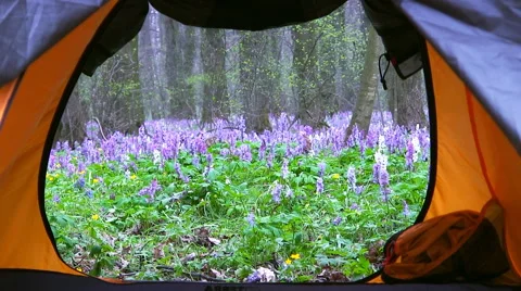 View from the tourist tents on a spring forest. Sunset time. Stock Footage 63489360