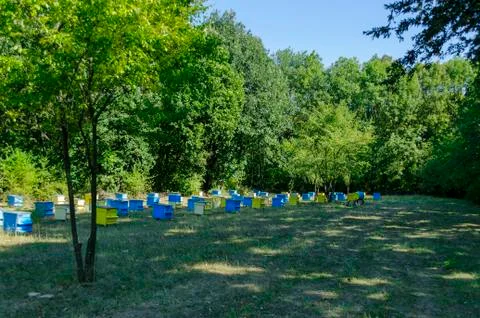 View toward apiary with bee hive in the field at forest Stock Photos