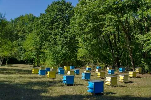 View toward apiary with bee hive in the field at forest Stock Photos