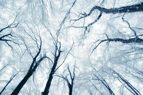 View toward sky in winter forest with frozen tree branches and snow Stock Photos