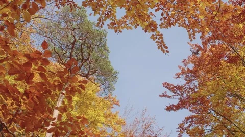 View towards Sky, a panning through an Autumnal Forest with Colorful Branches. Видео 76203997