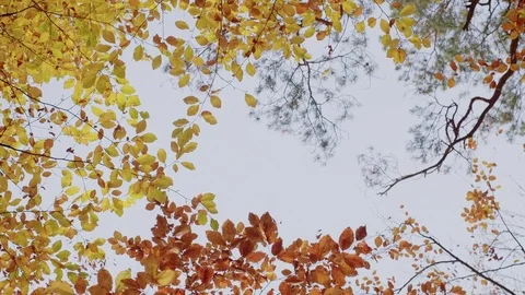 View towards Sky, small panning through an Autumnal Forest Видео 76203717
