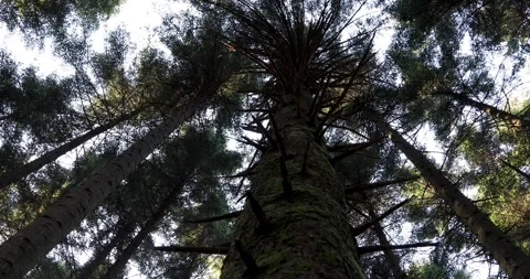 View towards the top of a tall tree Video stock 341293656
