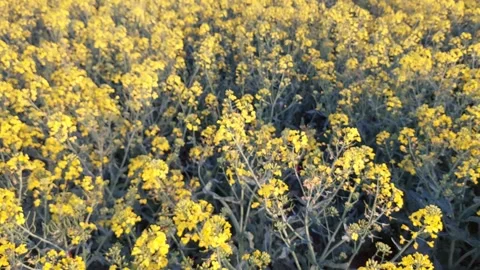 View towards the windmill from the rapeseed field Video stock 307236351