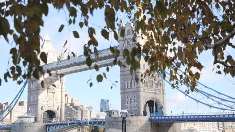 A view of the Tower Bridge behind tree leaves in autumn. Stock Footage 284052903