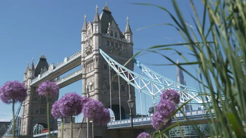 A view of the Tower Bridge from a flower garden. Stock Footage 138543698