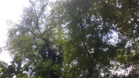 View of Towering Giant Trees Stock Footage 329178272