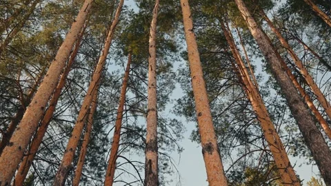View of Towering Pines Beautifully Framed Against a Clear Blue Sky Stock Footage 310549347
