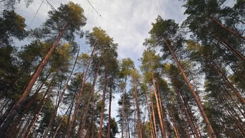 View of Towering Pines Beautifully Framed Against a Clear Blue Sky Stock Footage 310549440