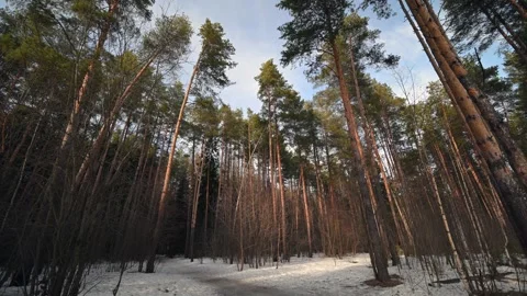 View of Towering Pines Beautifully Framed Against a Clear Blue Sky Stock Footage 310549469