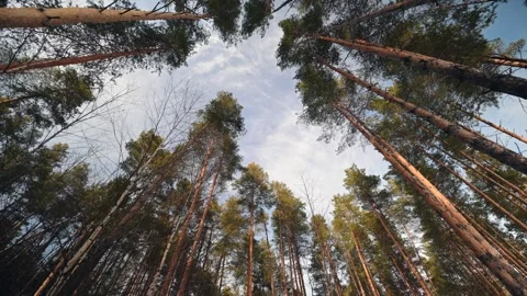 View of Towering Pines Beautifully Framed Against a Clear Blue Sky Stock Footage 315402964