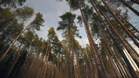 View of Towering Pines Beautifully Framed Against a Clear Blue Sky Stock Footage 315403012