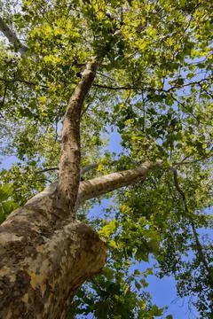 View of towering tree branches against a clear blue sky on a sunny day Foto stock
