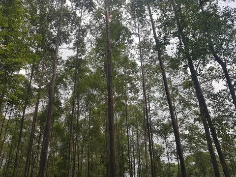 View of towering trees against a backdrop of clear blue sky Stock Photos