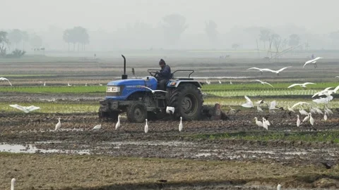 View of a tractor plowing fields with egrets in Bogura, Bangladesh. Video stock 334986578