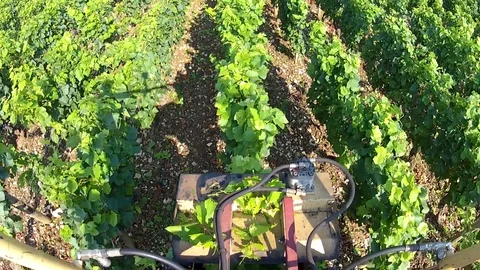 View from the tractor plowing the vines Stock Footage 83874045