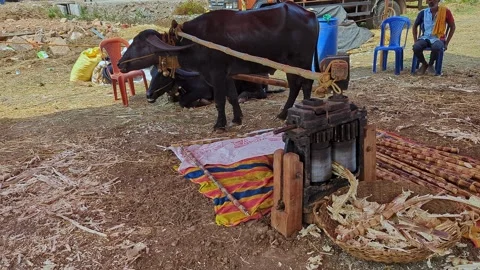 View of traditional bull driven sugarcane juicing machine at krishi mela sh.. Stock Footage 335278749