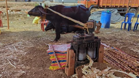 View of traditional bull driven sugarcane juicing machine at krishi mela sh.. 스톡 동영상 335278761