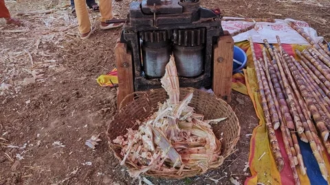 View of traditional bull driven sugarcane juicing machine at krishi mela sh.. 스톡 동영상 335279843