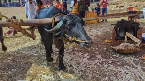 View of traditional bull driven sugarcane juicing machine at krishi mela sh.. 스톡 동영상 335279915