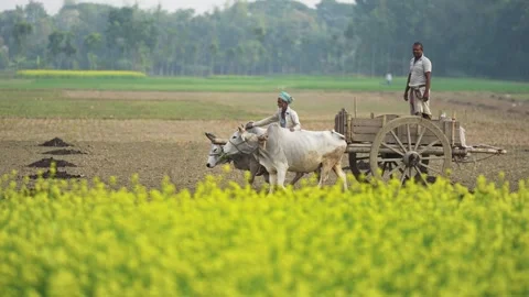 View of a traditional bullock cart pulled by oxen, Bangladesh. Video stock 334996322