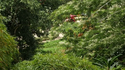View of traffic trough the trees in Tarapoto City, Peru Vídeo Stock 80438749