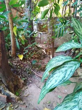 View of a trail amidst vegetation Stock Photos