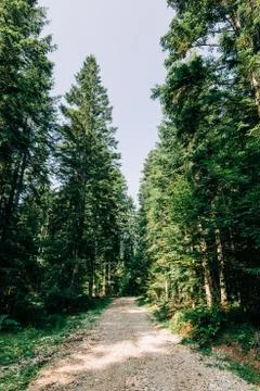View of the trail in the pine forest in the mountains Stock Photos