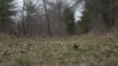 View of Trail with Rack Focus 스톡 동영상 66365685